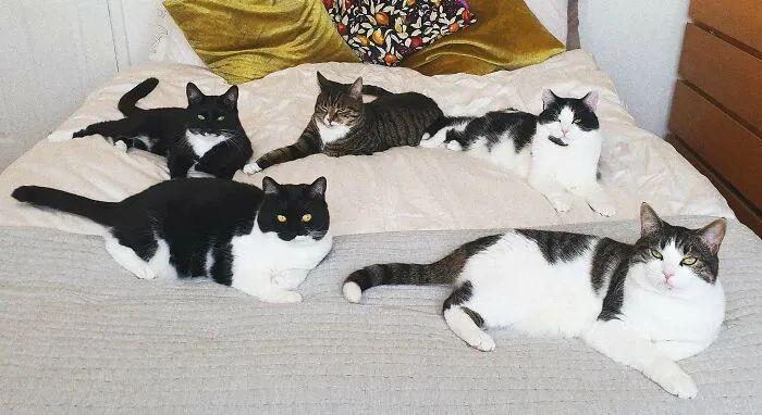 最新猫咪软件,最新猫咪软件，如何轻松使用步骤指南