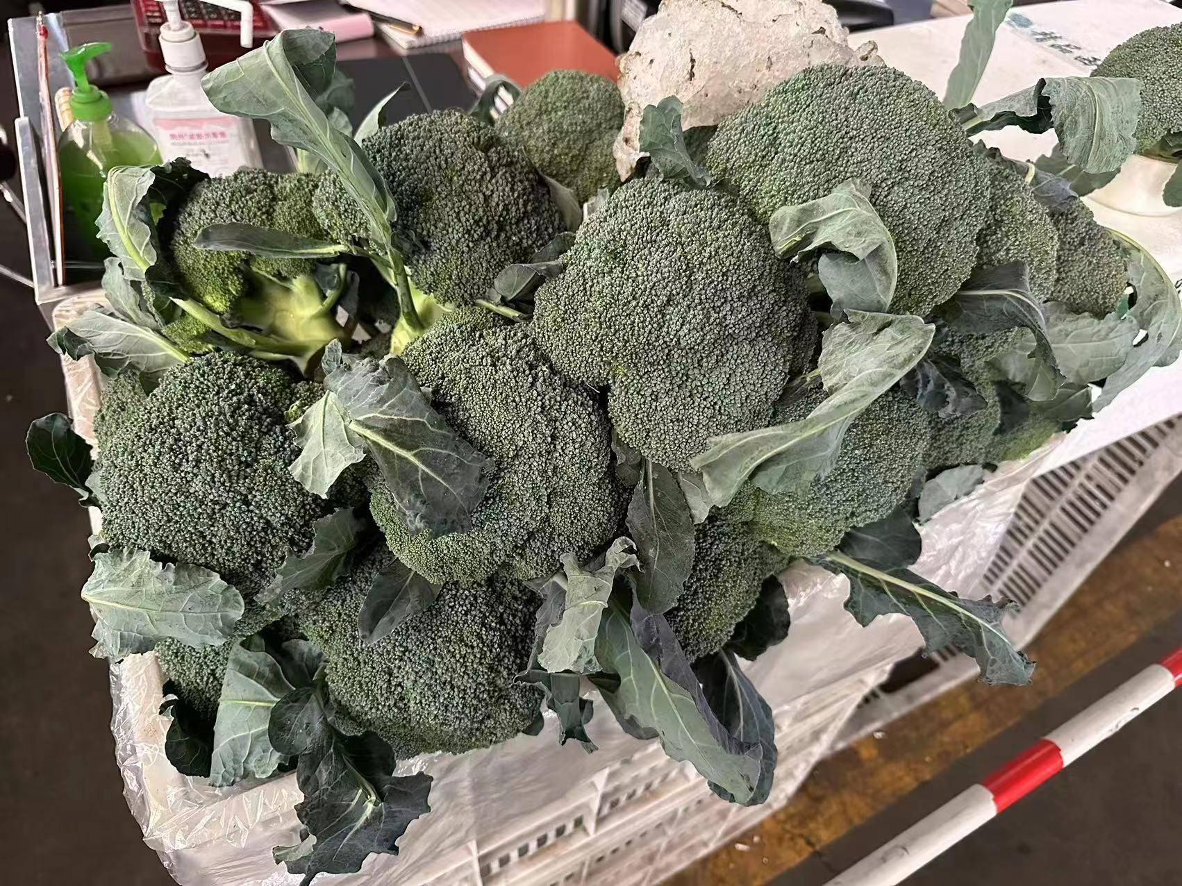 最新大葱价格分析与观点探讨
